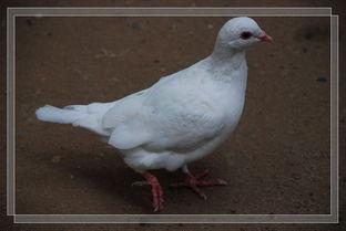 鸽子爆料打架视频大全最新,最新打架视频大全盘点 第1张 鸽子爆料打架视频大全最新,最新打架视频大全盘点 第1张